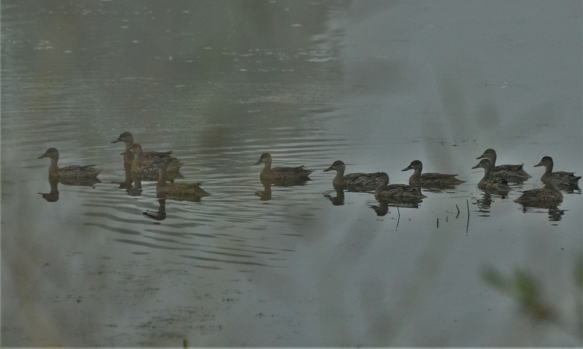 Migrating teal